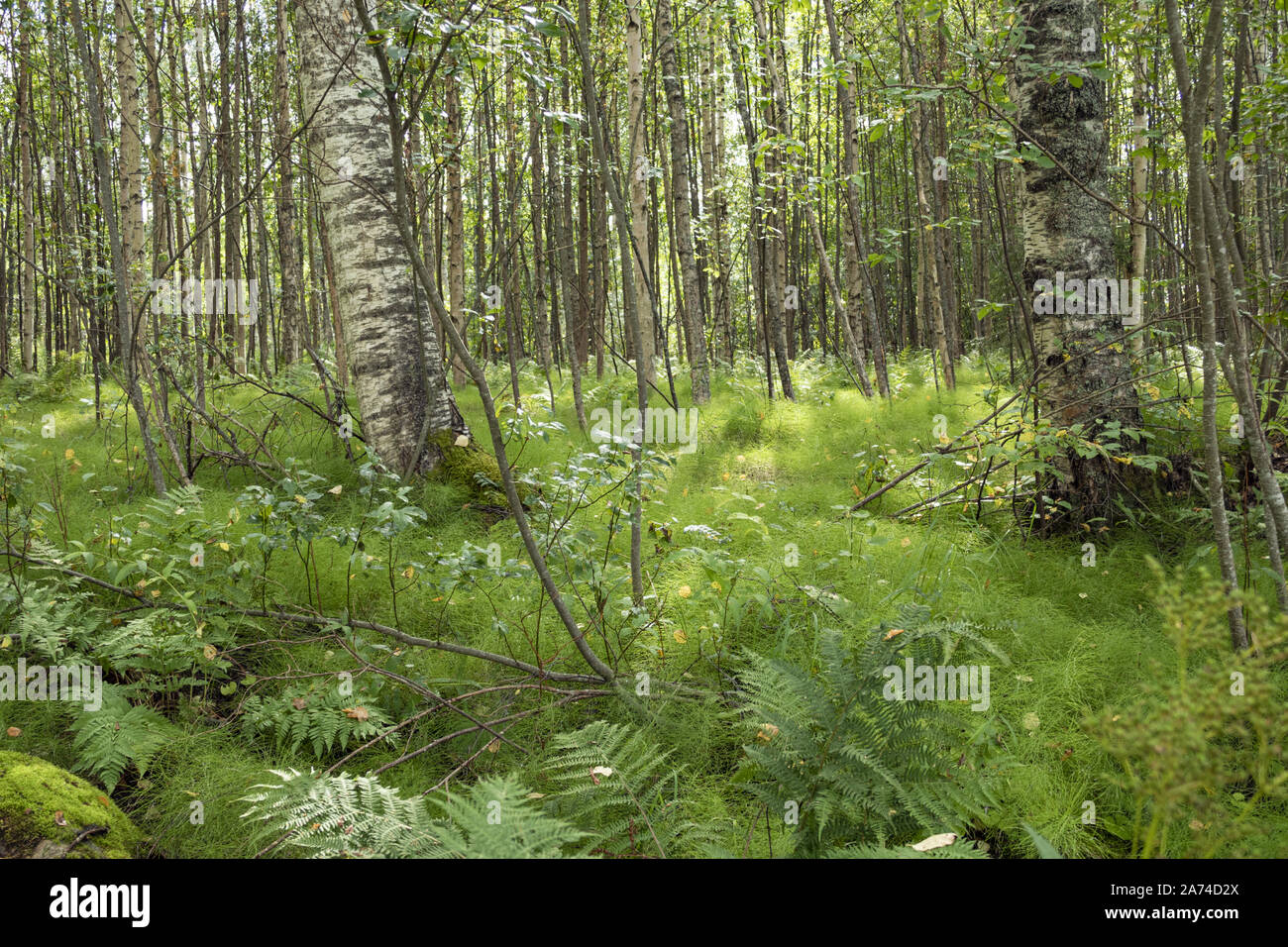 Dichter Bodenbewuchs in einem finnischen Birkenwald, Dense soil cover