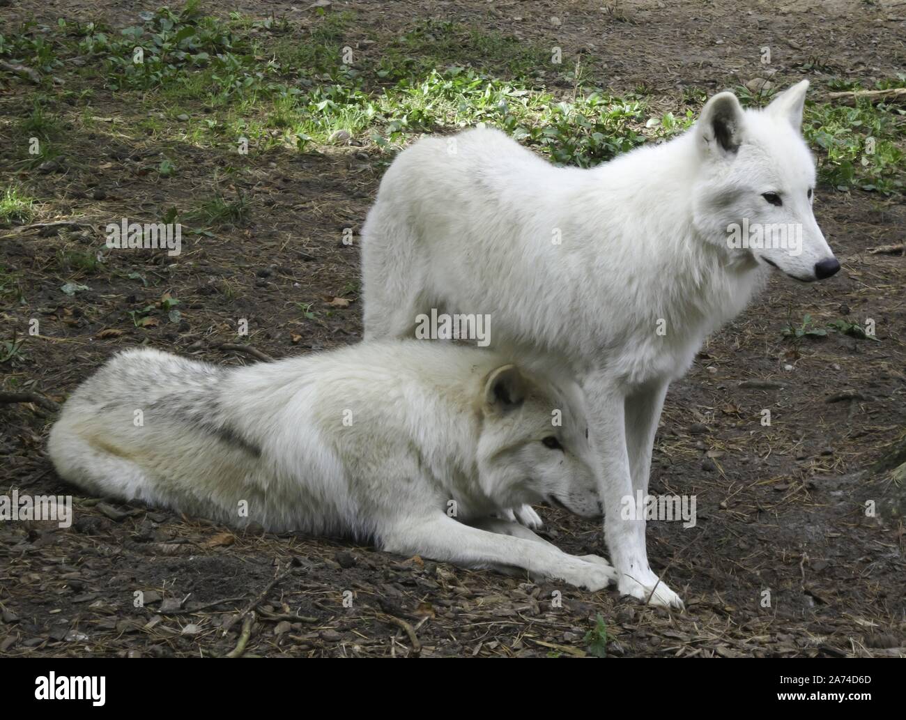 Hudson bay wolf hi-res stock photography and images - Alamy