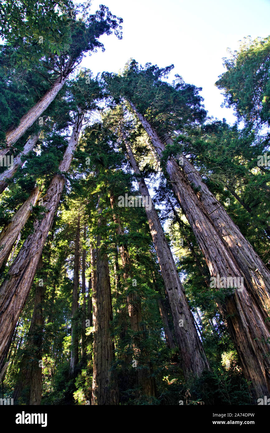 Giant sequoia tree branches hi-res stock photography and images - Alamy