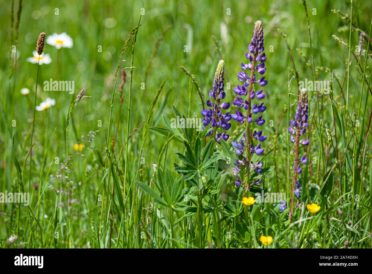Wilde Lupinen wachsen auf einer Naturwiese, Wild lupins grow on a natural meadow | usage worldwide Stock Photo