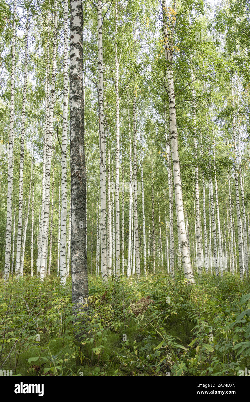 Spannende Birkenstmme Gnstig Kaufen Bilder