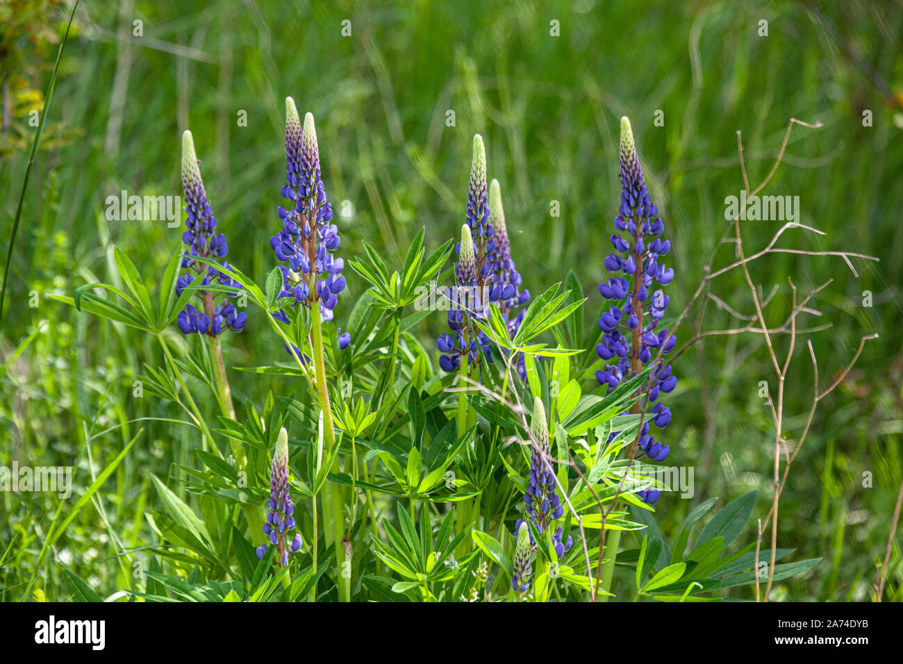 Wilde Lupinen wachsen auf einer Naturwiese, Wild lupins grow on a natural meadow | usage worldwide Stock Photo