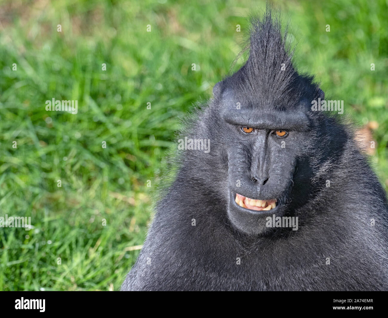 Celebes crested macaque Macaca nigra also known as the crested black macaque, Sulawesi crested macaque, or the black ape Stock Photo