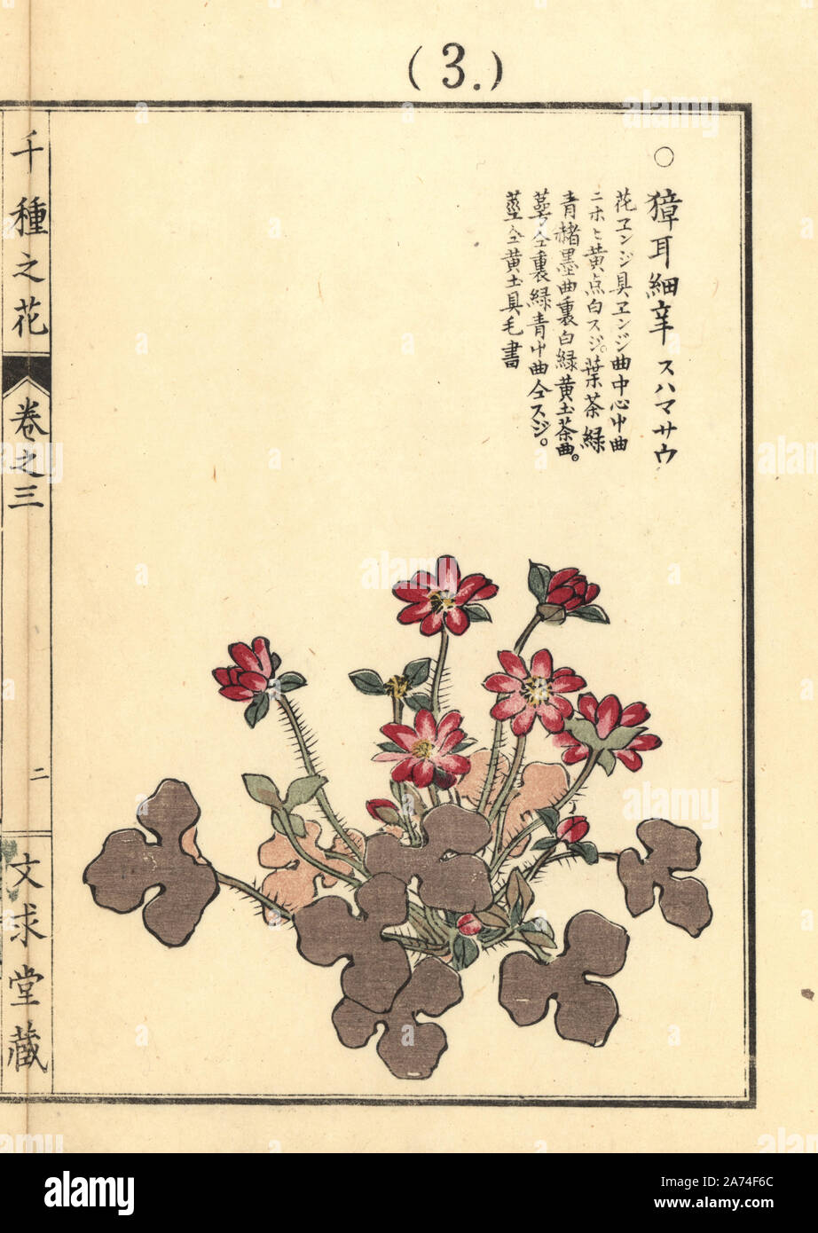 Suhamasou or Japanese hepatica, Anemone hepatica var. japonica. Handcoloured woodblock print by Kono Bairei from Senshu no Hana (One Thousand Varieties of Flowers), Bunkyudo, Kyoto, 1889. Stock Photo