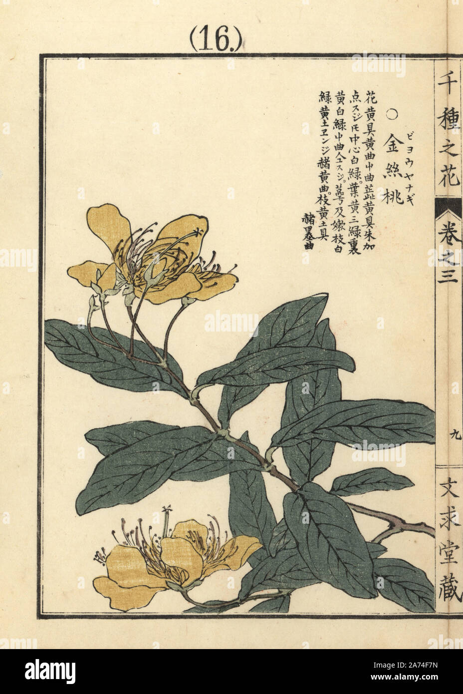 Byouyanagi or Chinese St. John's wort, Hypericum monogynum. Handcoloured woodblock print by Kono Bairei from Senshu no Hana (One Thousand Varieties of Flowers), Bunkyudo, Kyoto, 1889. Stock Photo