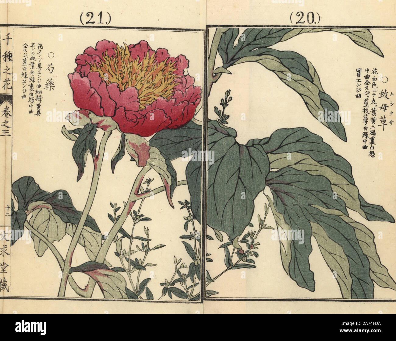 Shakuyaku Or Chinese Peony Paeonia Lactiflora And Purslane Speedwell Veronica Peregrina Handcoloured Woodblock Print By Kono Bairei From Senshu No Hana One Thousand Varieties Of Flowers Bunkyudo Kyoto 18 Stock Photo Alamy