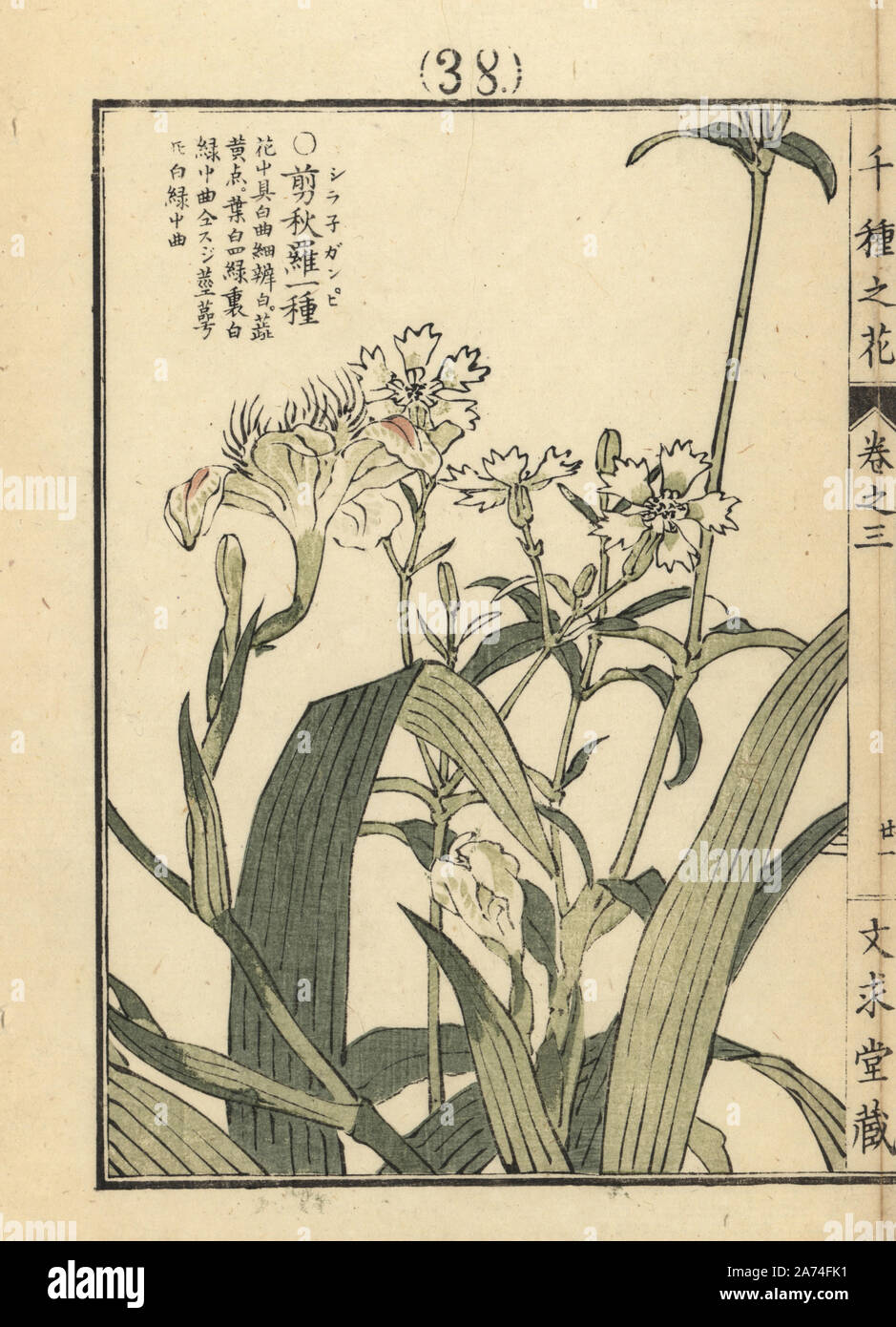 Senjuganpi or catchfly species, Lychnis gracillima. Handcoloured woodblock print by Kono Bairei from Senshu no Hana (One Thousand Varieties of Flowers), Bunkyudo, Kyoto, 1889. Stock Photo
