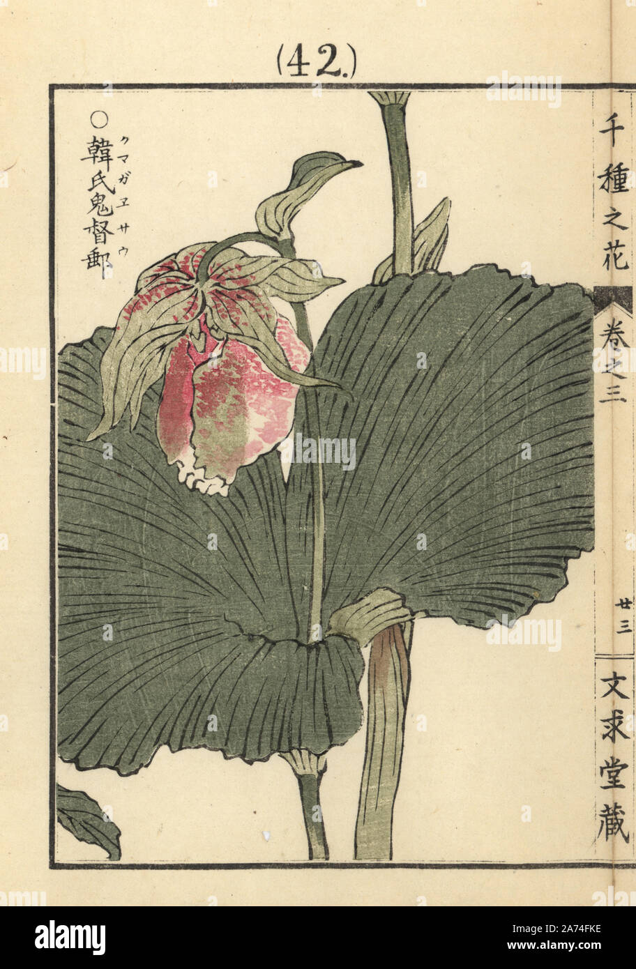 Kumagaisou or Japanese lady's slipper orchid, Cypripedium japonicum. Handcoloured woodblock print by Kono Bairei from Senshu no Hana (One Thousand Varieties of Flowers), Bunkyudo, Kyoto, 1889. Stock Photo