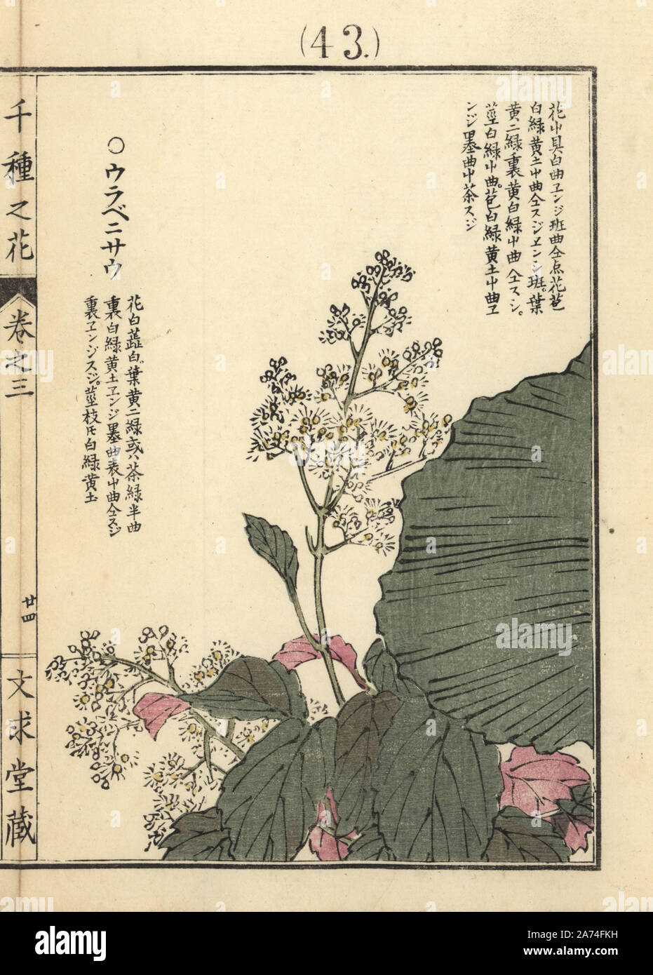 Urabenisou. Unknown species of plant with red backed foliage. Handcoloured woodblock print by Kono Bairei from Senshu no Hana (One Thousand Varieties of Flowers), Bunkyudo, Kyoto, 1889. Stock Photo