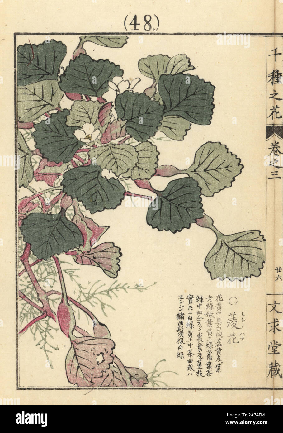 Hishinohana or Japanese water caltrop flower, Trapa japonica. Handcoloured woodblock print by Kono Bairei from Senshu no Hana (One Thousand Varieties of Flowers), Bunkyudo, Kyoto, 1889. Stock Photo