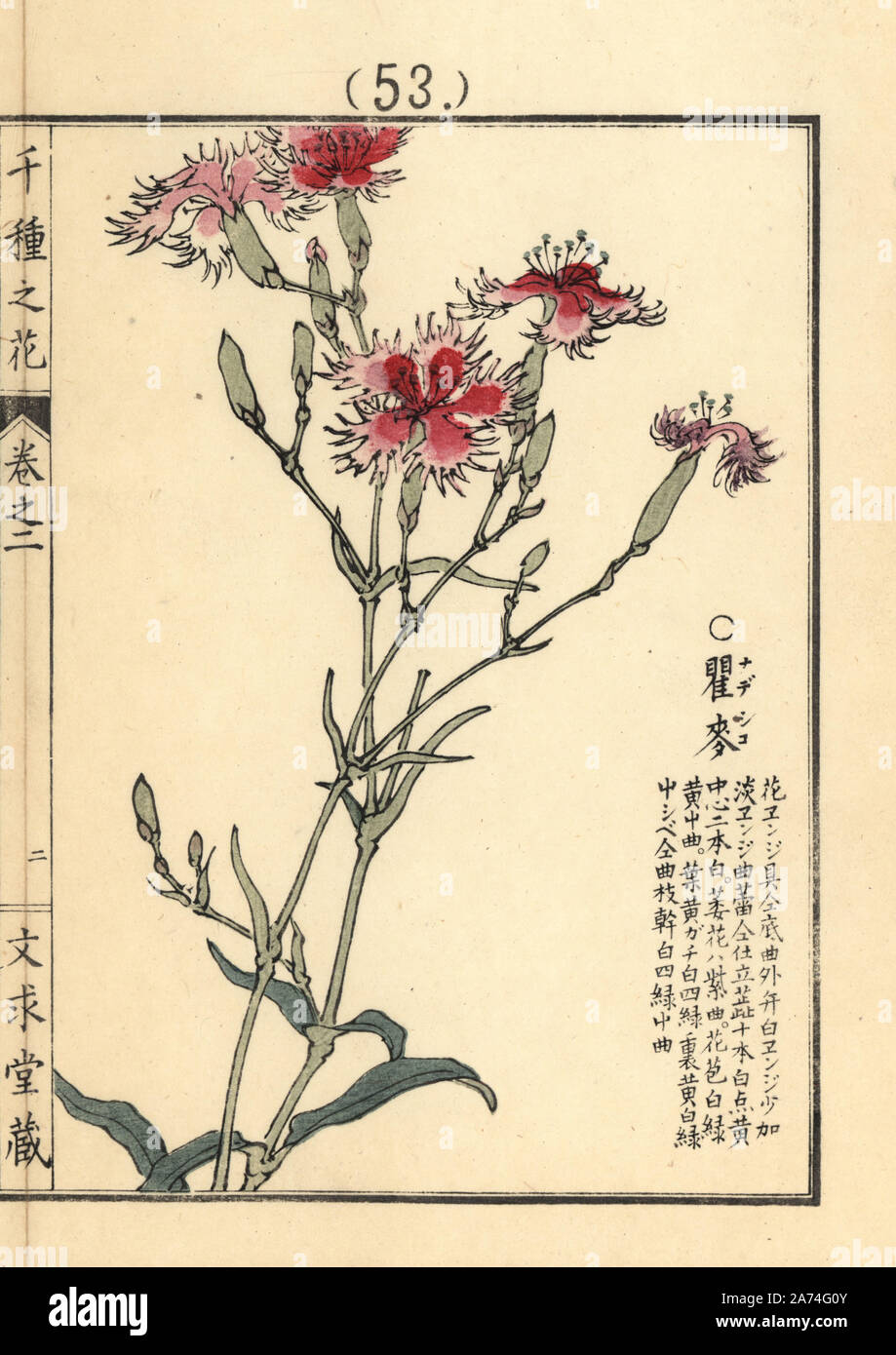 Nadeshiko or large pink, Dianthus superbus L. longicalycinus. Handcoloured woodblock print by Kono Bairei from Senshu no Hana (One Thousand Varieties of Flowers), Bunkyudo, Kyoto, 1900. Stock Photo