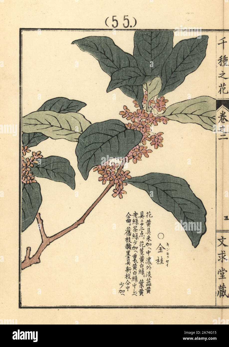 Kinmokusai or sweet osmanthus, Osmanthus fragrans var. aurantiacus. Handcoloured woodblock print by Kono Bairei from Senshu no Hana (One Thousand Varieties of Flowers), Bunkyudo, Kyoto, 1900. Stock Photo