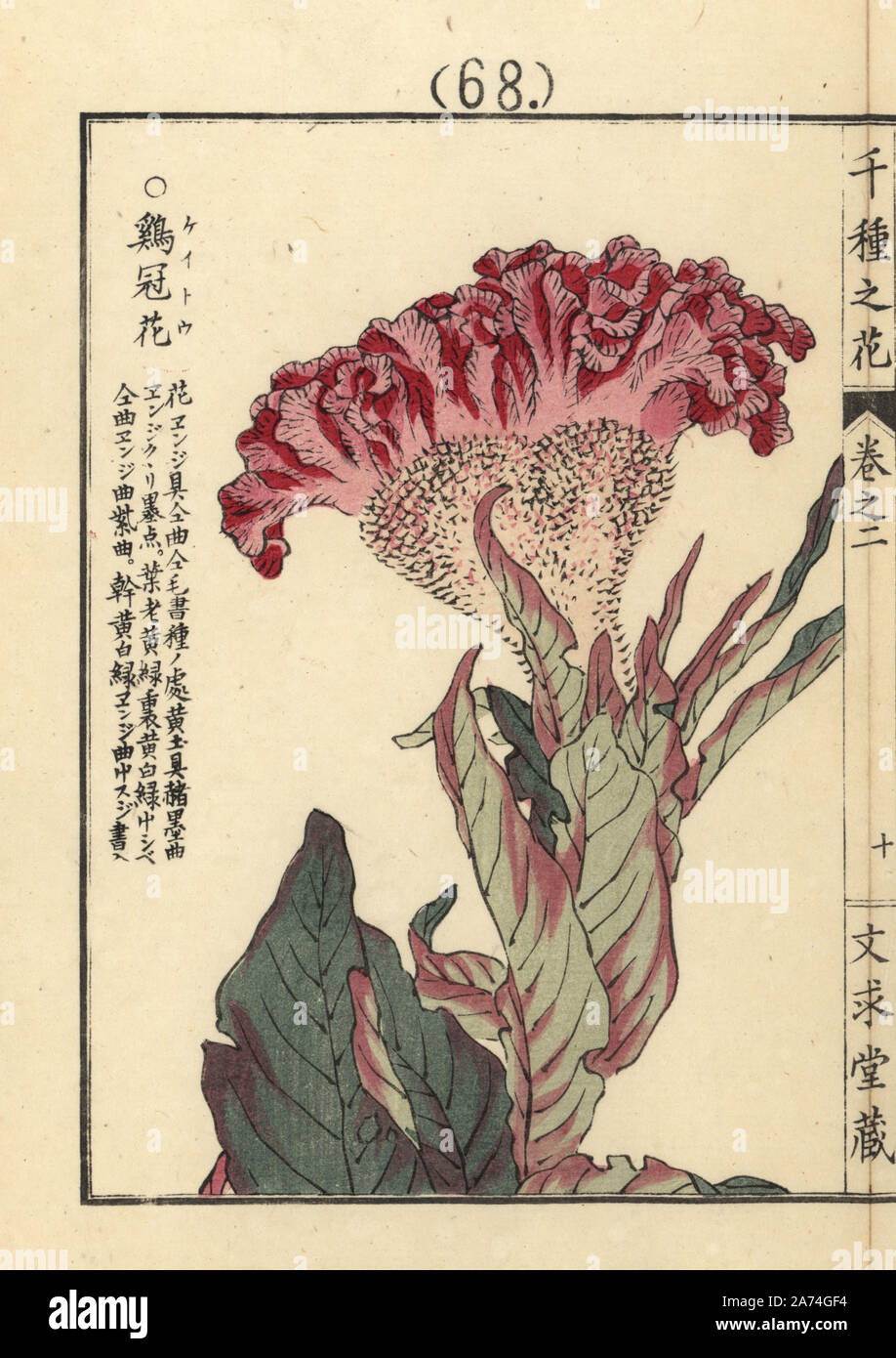 Keitou or plumed cockscomb, Celosia argentea var. cristata. Handcoloured woodblock print by Kono Bairei from Senshu no Hana (One Thousand Varieties of Flowers), Bunkyudo, Kyoto, 1900. Stock Photo