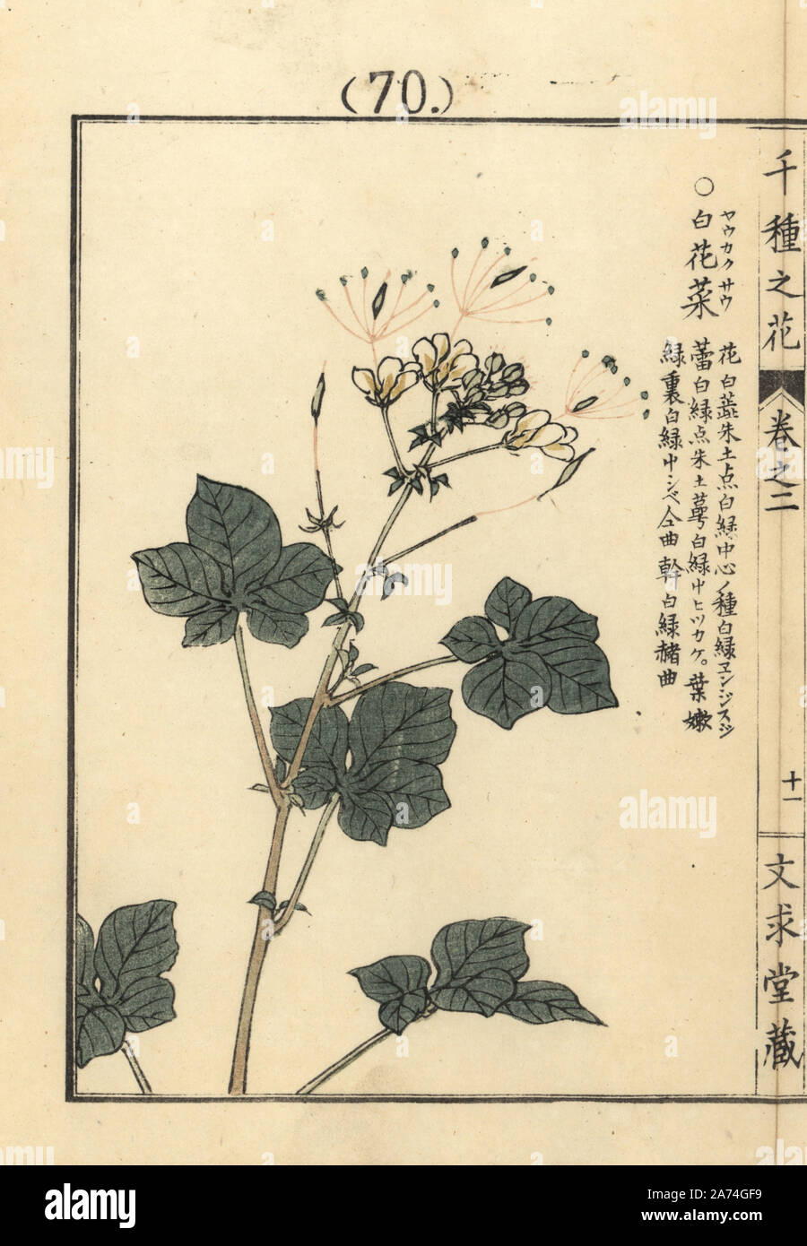 Youkakusou, spiderflower or African cabbage, Gynandropsis gynandra. Handcoloured woodblock print by Kono Bairei from Senshu no Hana (One Thousand Varieties of Flowers), Bunkyudo, Kyoto, 1900. Stock Photo