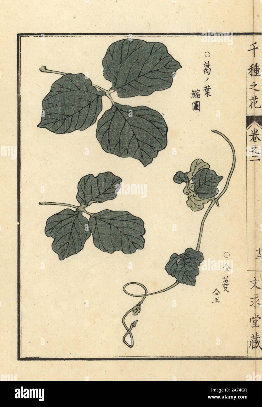 Kuzu or kudzu leaf and climbing tendril, Pueraria lobata. Handcoloured woodblock print by Kono Bairei from Senshu no Hana (One Thousand Varieties of Flowers), Bunkyudo, Kyoto, 1900. Stock Photo