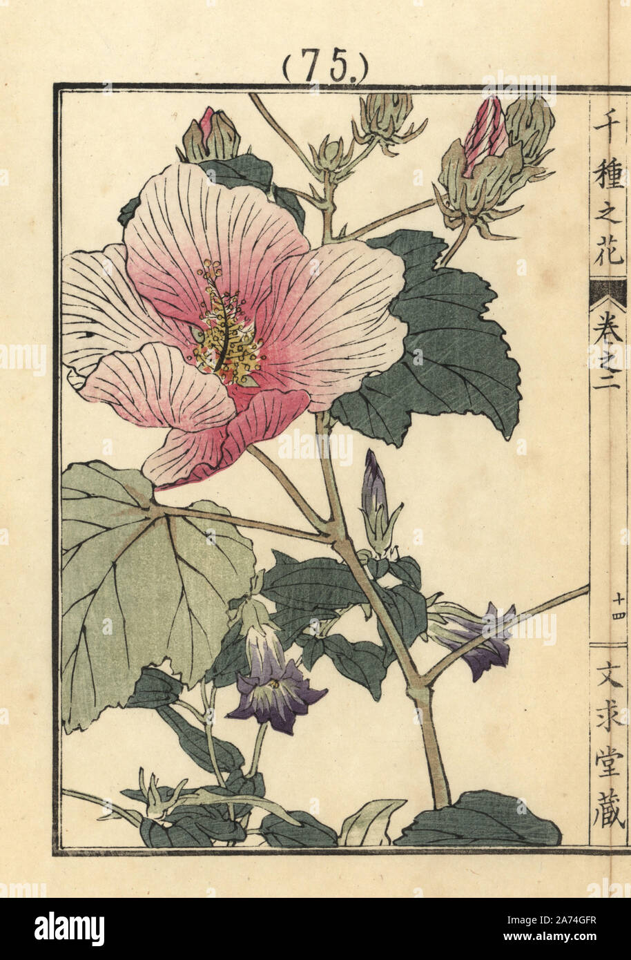 Fuyou Or Cotton Rosemallow Hibiscus Mutabilis With Tsururindou Or Climbing Gentian Tripterospermum Japonicum Handcoloured Woodblock Print By Kono Bairei From Senshu No Hana One Thousand Varieties Of Flowers Bunkyudo Kyoto 1900 Stock Fuyou Or Cotton Rosemallow Hibiscus Mutabilis With Tsururindou Or Climbing Gentian Tripterospermum Japonicum Handcoloured Woodblock Print By Kono Bairei From Senshu No Hana One Thousand Varieties Of Flowers Bunkyudo Kyoto 1900 Stock
