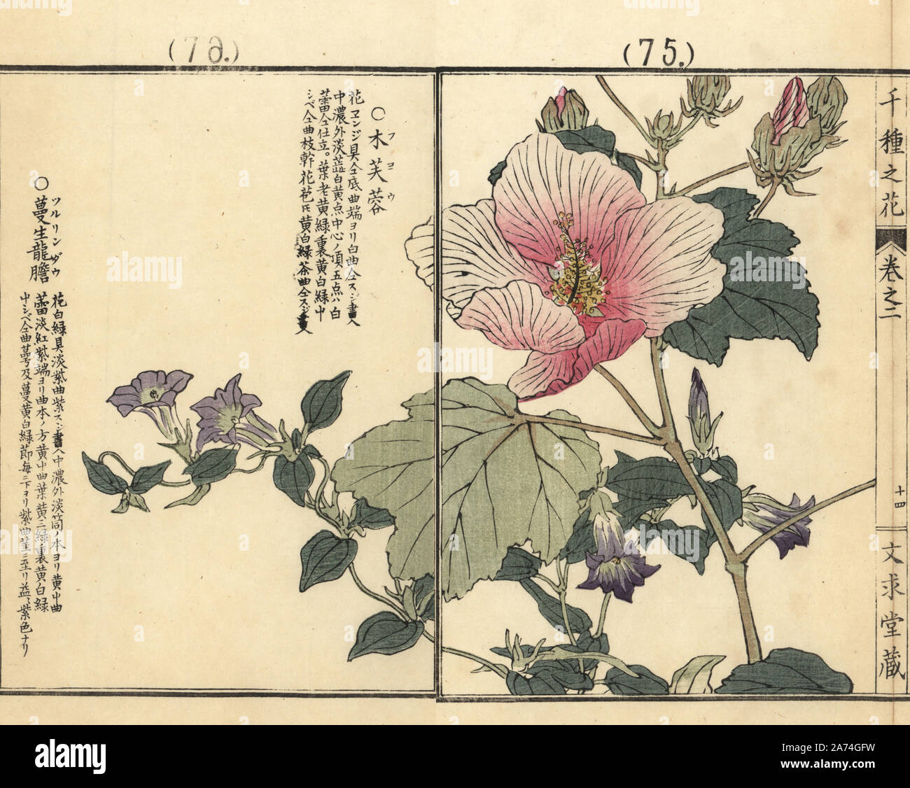 Fuyou Or Cotton Rosemallow Hibiscus Mutabilis And Tsururindou Or Climbing Gentian Tripterospermum Japonicum Handcoloured Woodblock Print By Kono Bairei From Senshu No Hana One Thousand Varieties Of Flowers Bunkyudo Kyoto 1900 Stock