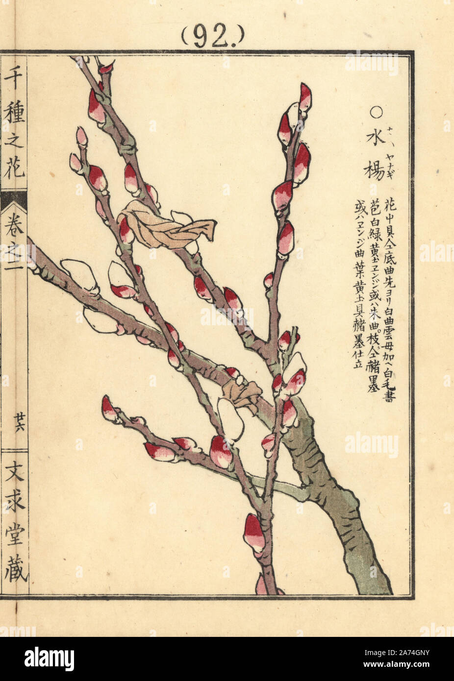Kawayanagi or Japanese willow tree, Salix gilgiana. Handcoloured woodblock print by Kono Bairei from Senshu no Hana (One Thousand Varieties of Flowers), Bunkyudo, Kyoto, 1900. Stock Photo