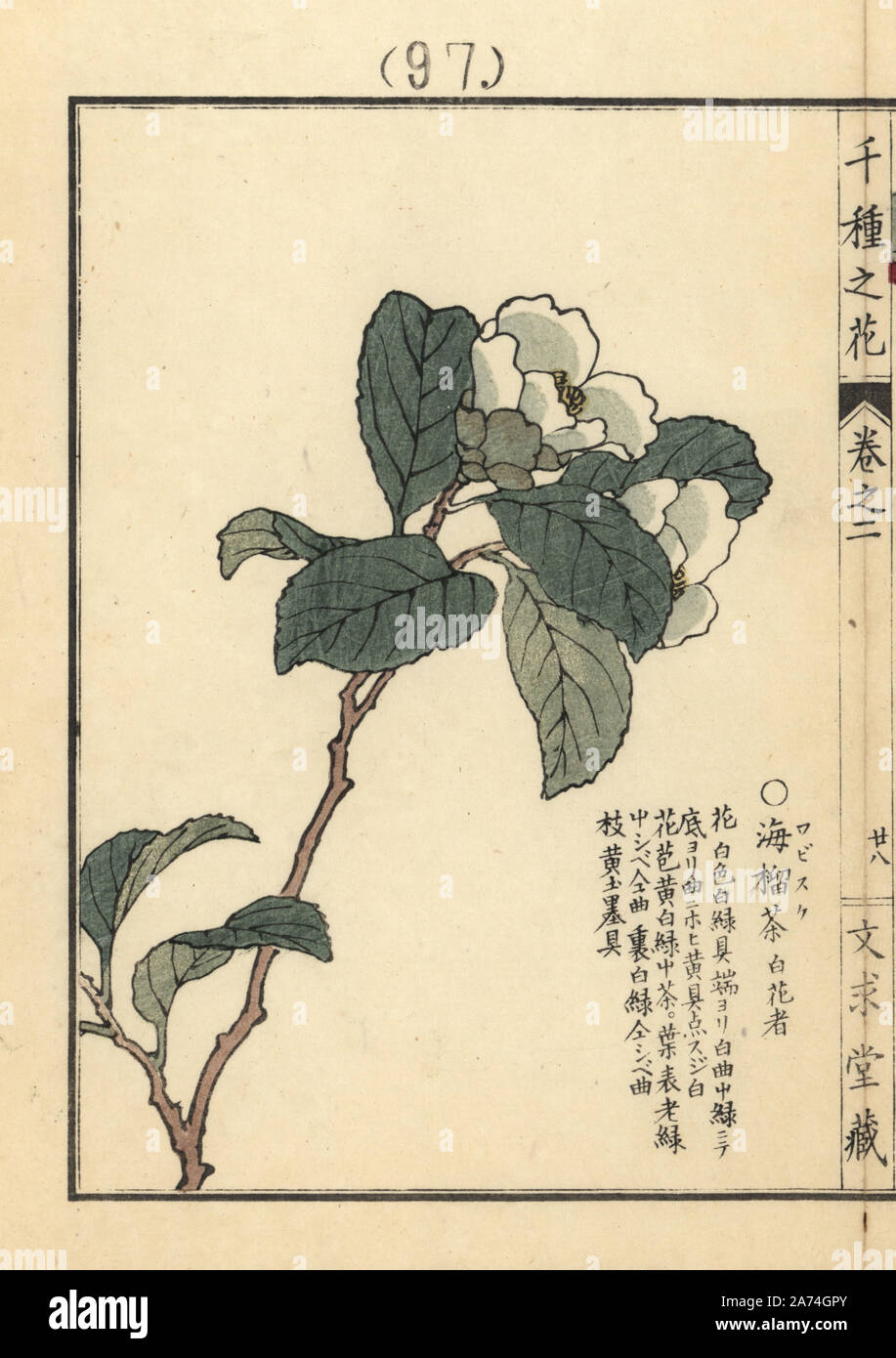 Wabisuke tsubaki or uraku camellia, Camellia uraku Kitam. Handcoloured woodblock print by Kono Bairei from Senshu no Hana (One Thousand Varieties of Flowers), Bunkyudo, Kyoto, 1900. Stock Photo