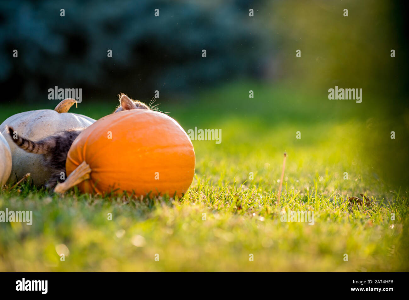 Cute siblings kittens play and sit around pumpkins on green autumn ...