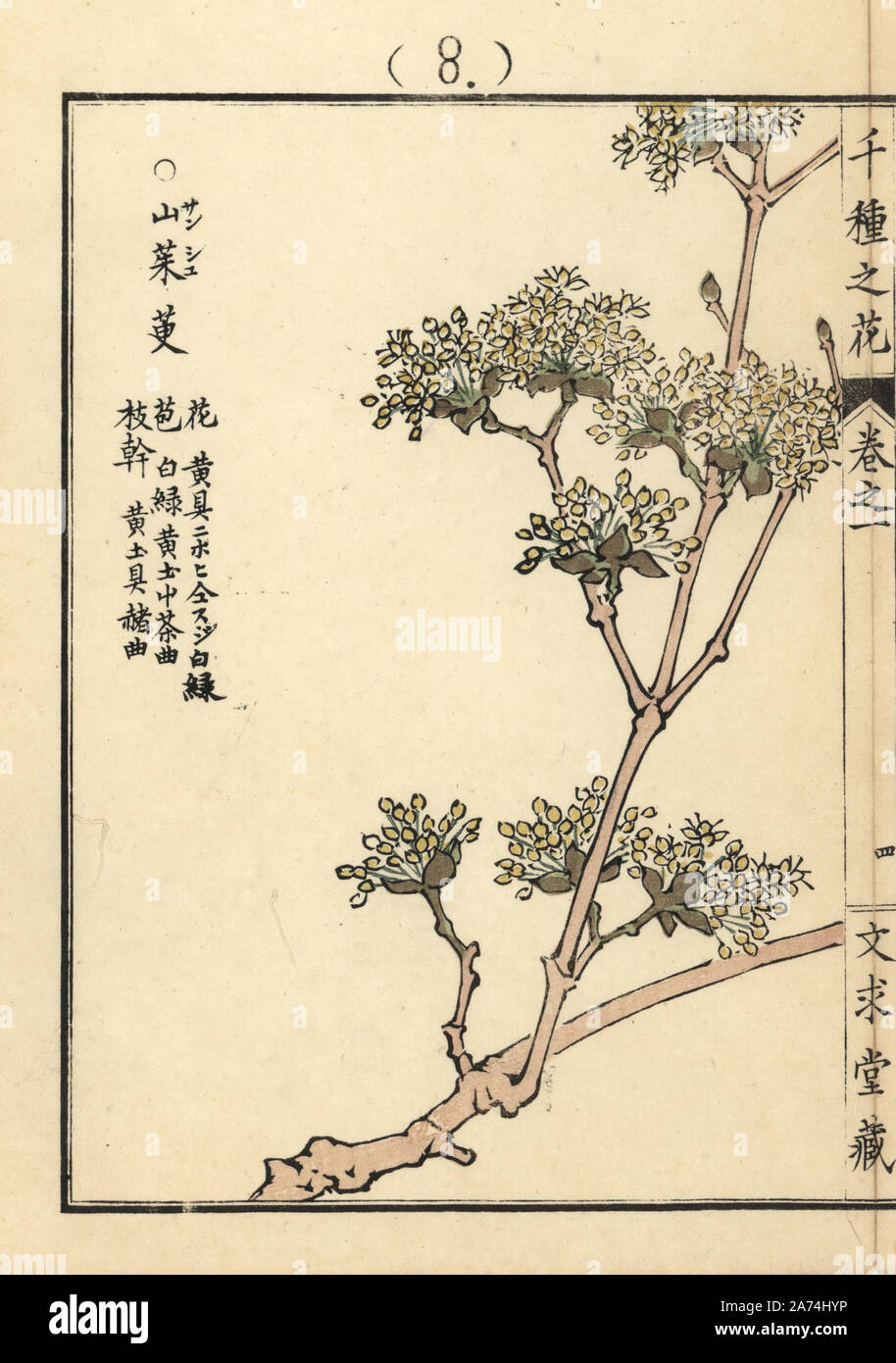 Sanshuyu or Japanese cornelian cherry, Cornus officinalis. Handcoloured woodblock print by Kono Bairei from Senshu no Hana (One Thousand Varieties of Flowers), Bunkyudo, Kyoto, 1900. Stock Photo