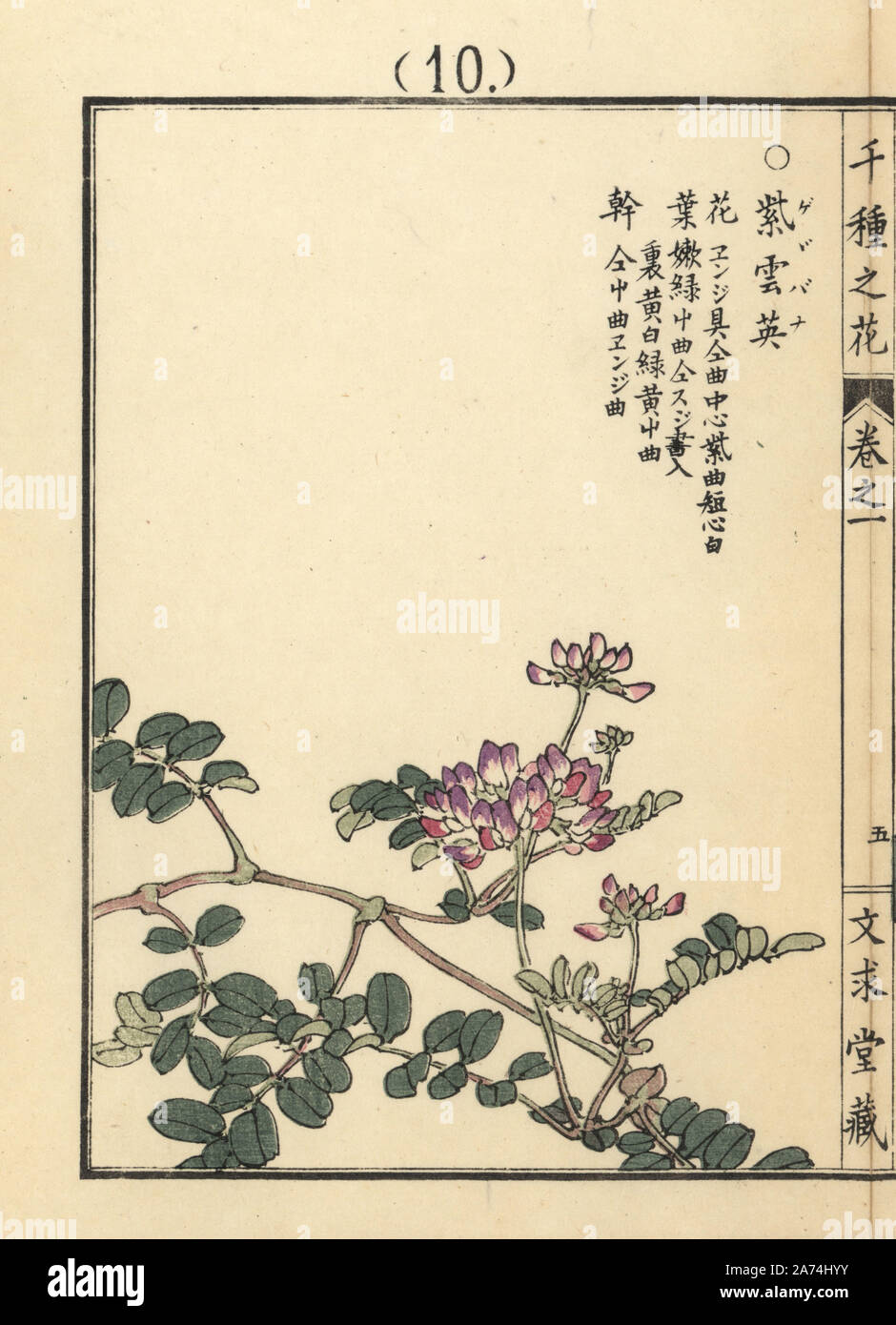 Gegebana or rengesou, Chinese milk vetch, Astragalus sinicus. Handcoloured woodblock print by Kono Bairei from Senshu no Hana (One Thousand Varieties of Flowers), Bunkyudo, Kyoto, 1900. Stock Photo