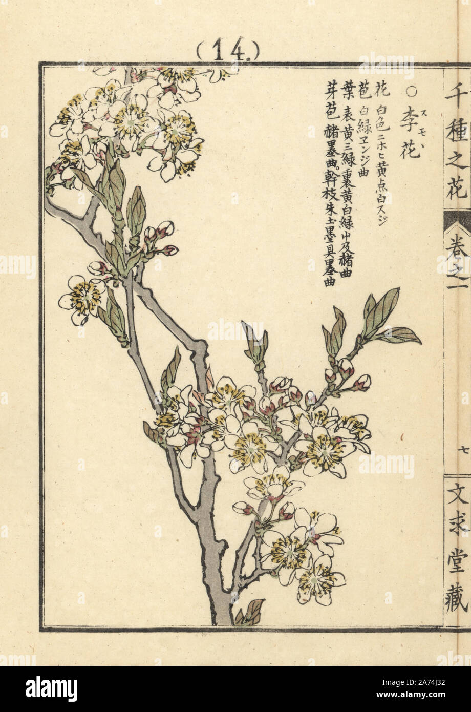 Sumomo or Chinese or Japanese plum, Prunus salicina. Handcoloured woodblock print by Kono Bairei from Senshu no Hana (One Thousand Varieties of Flowers), Bunkyudo, Kyoto, 1900. Stock Photo
