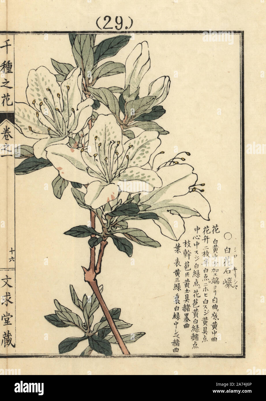 Shiro kirishima tsutsuji or white kurume azalea, Rhododendron obtusum. Handcoloured woodblock print by Kono Bairei from Senshu no Hana (One Thousand Varieties of Flowers), Bunkyudo, Kyoto, 1900. Stock Photo