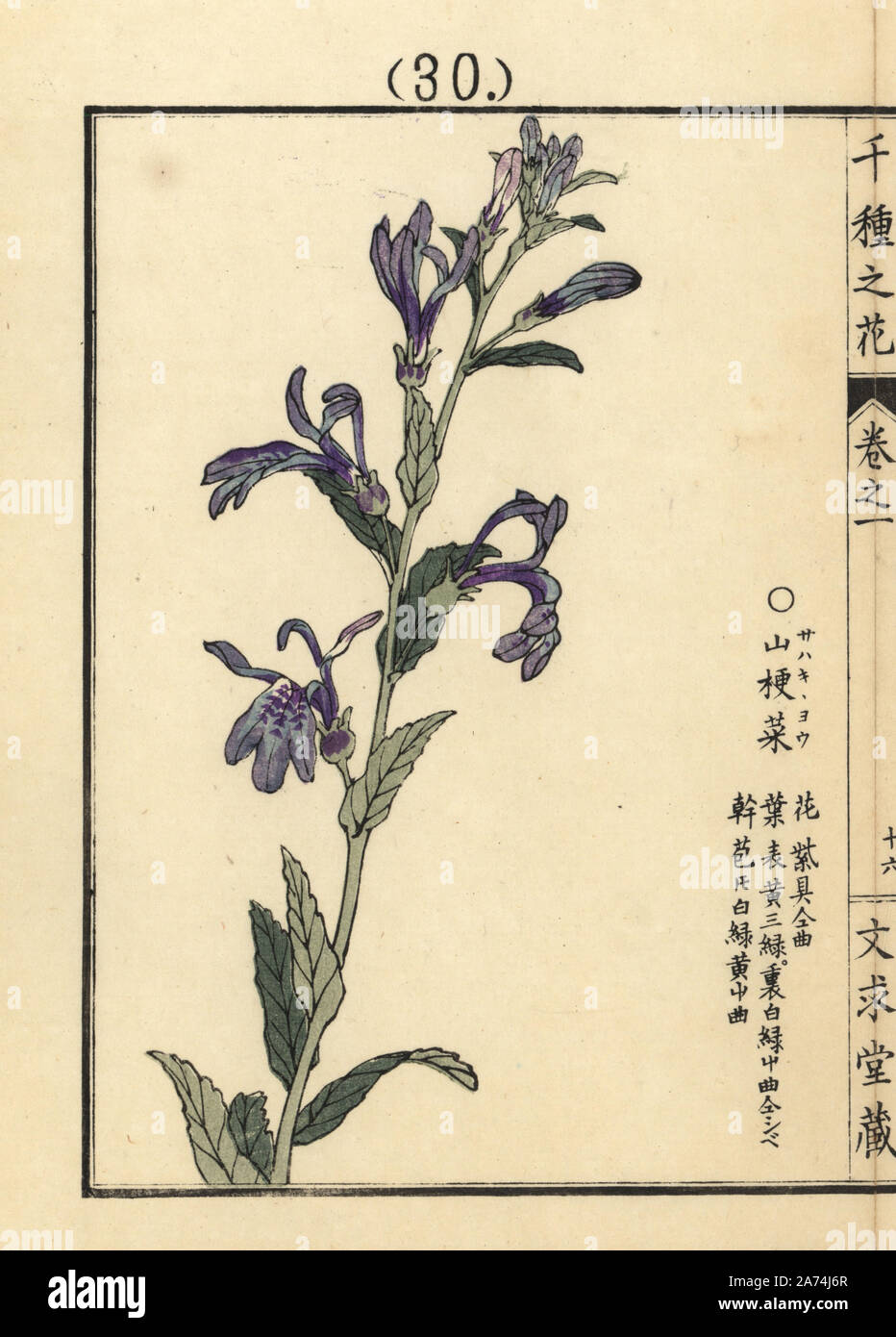 Sawakigyou, Lobelia sessilifolia, native to Japan. Handcoloured woodblock print by Kono Bairei from Senshu no Hana (One Thousand Varieties of Flowers), Bunkyudo, Kyoto, 1900. Stock Photo