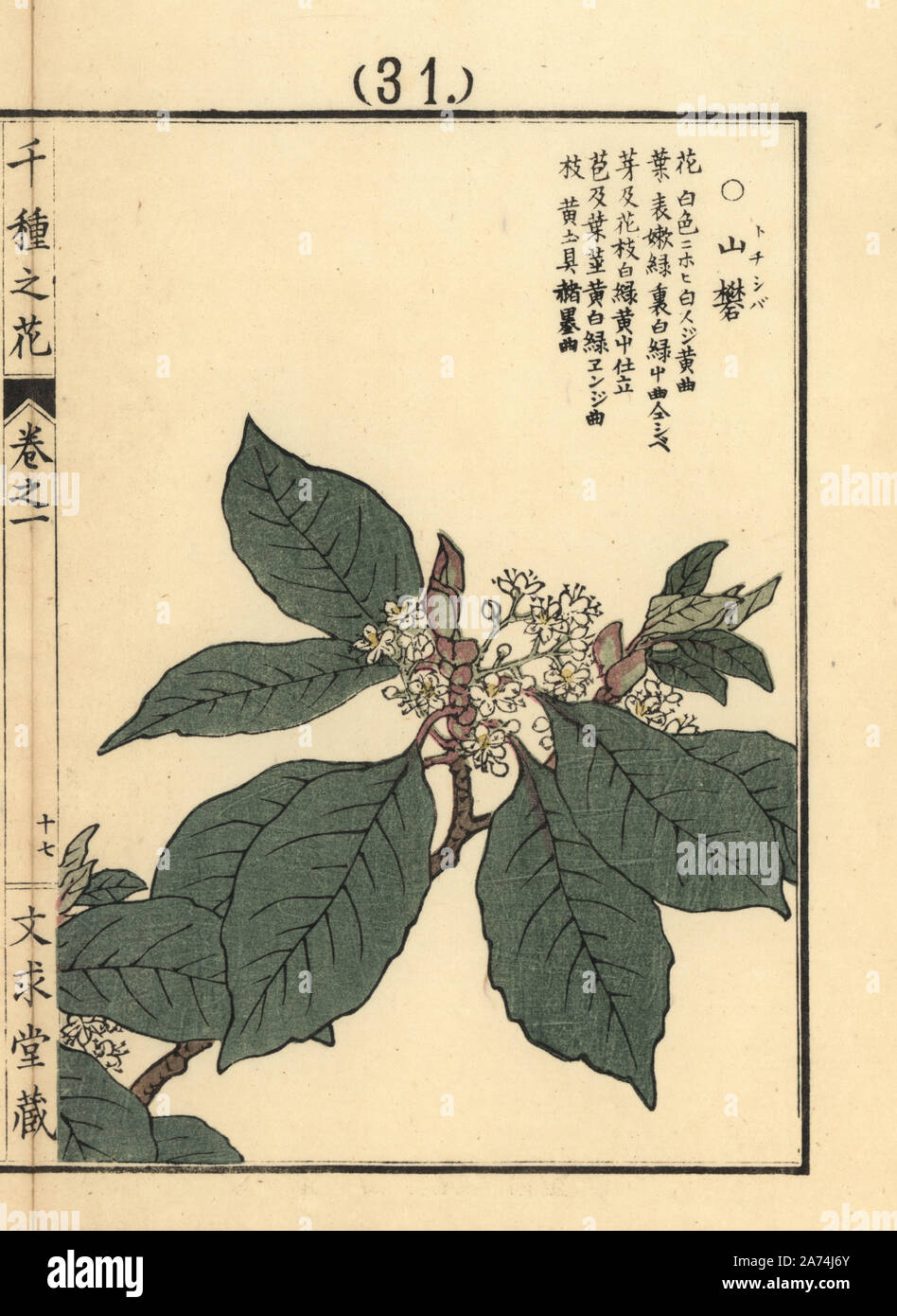 Tochishiba, Symplocos prunifolia, evergreen tree native to Japan. Handcoloured woodblock print by Kono Bairei from Senshu no Hana (One Thousand Varieties of Flowers), Bunkyudo, Kyoto, 1900. Stock Photo