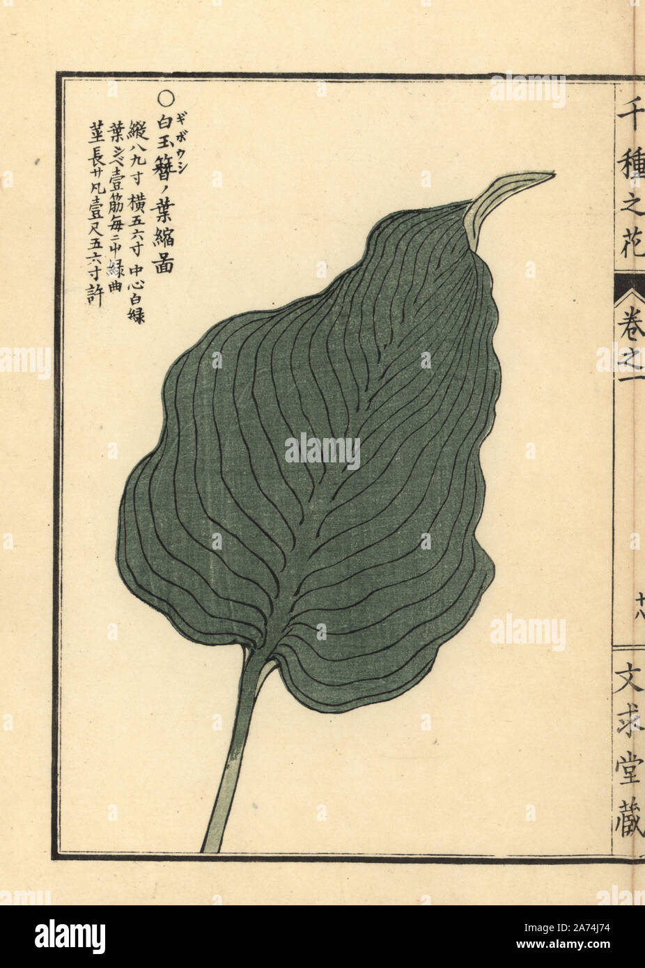 Giboushi or plantain lily leaf, Hosta montana. Handcoloured woodblock print by Kono Bairei from Senshu no Hana (One Thousand Varieties of Flowers), Bunkyudo, Kyoto, 1900. Stock Photo
