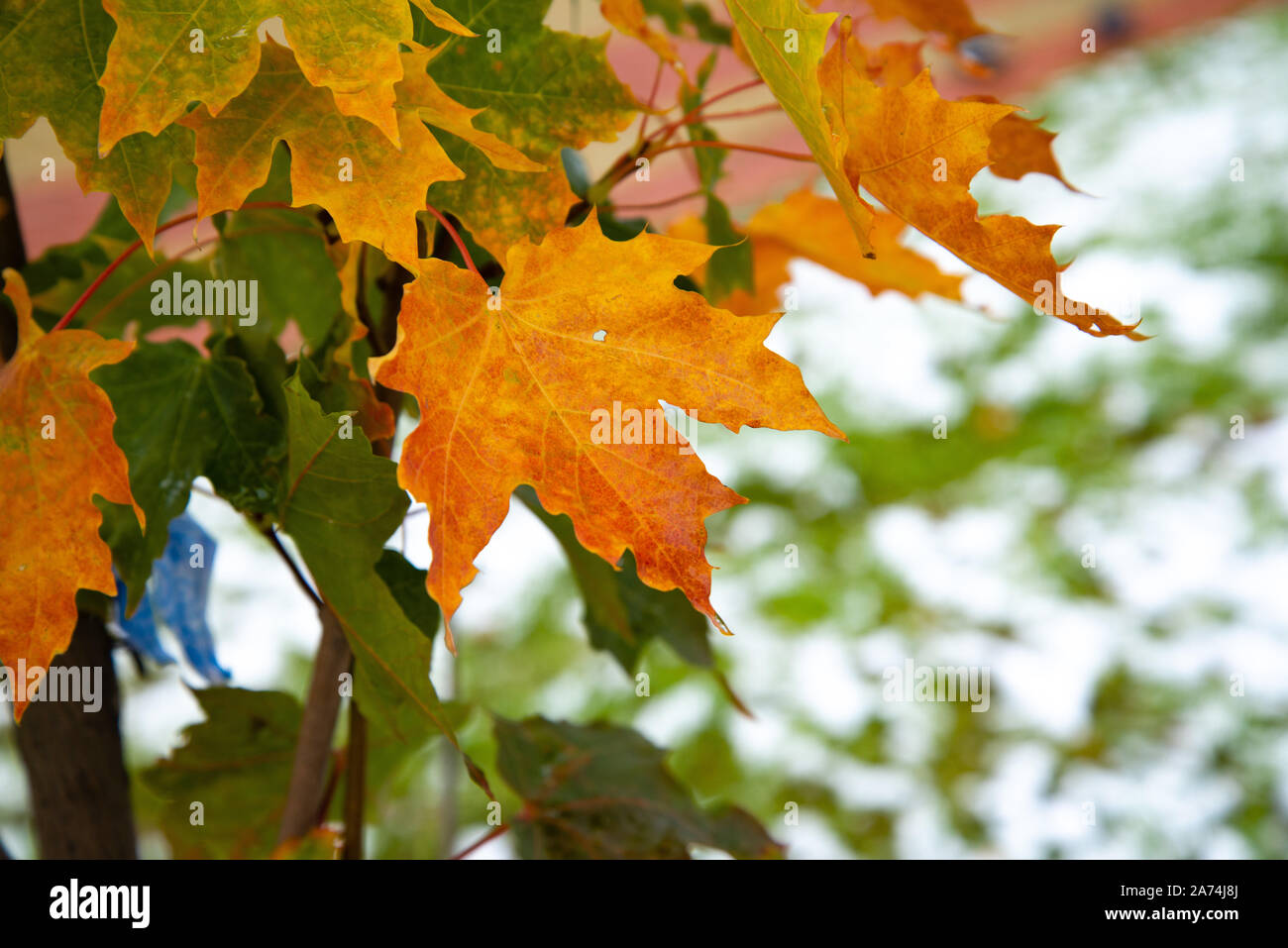 Beautiful branch with orange and yellow leaves in late fall or early winter under the snow. Stock Photo