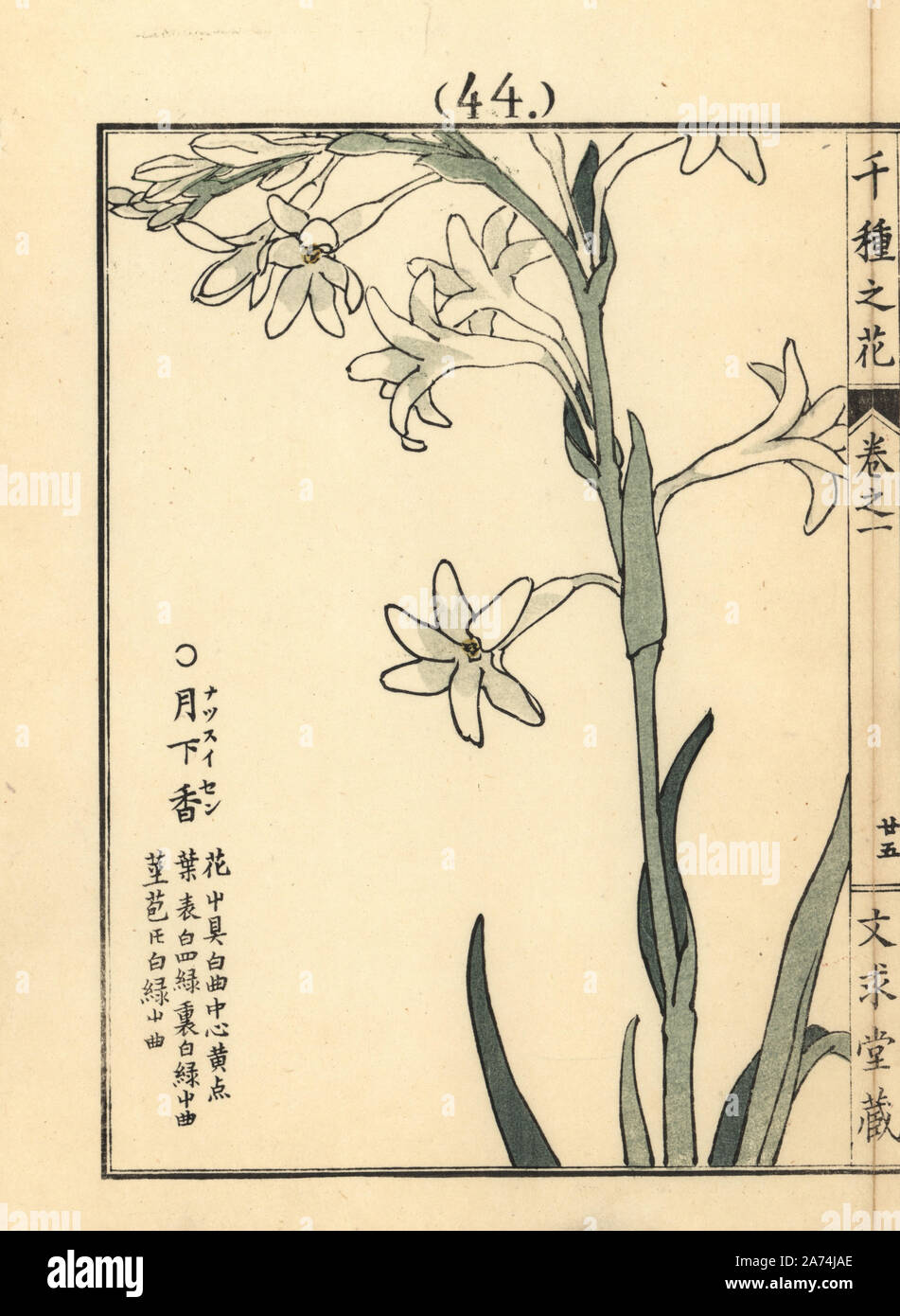 Natsuzuisen or resurrection lily, Lycoris squamigera. Handcoloured woodblock print by Kono Bairei from Senshu no Hana (One Thousand Varieties of Flowers), Bunkyudo, Kyoto, 1900. Stock Photo