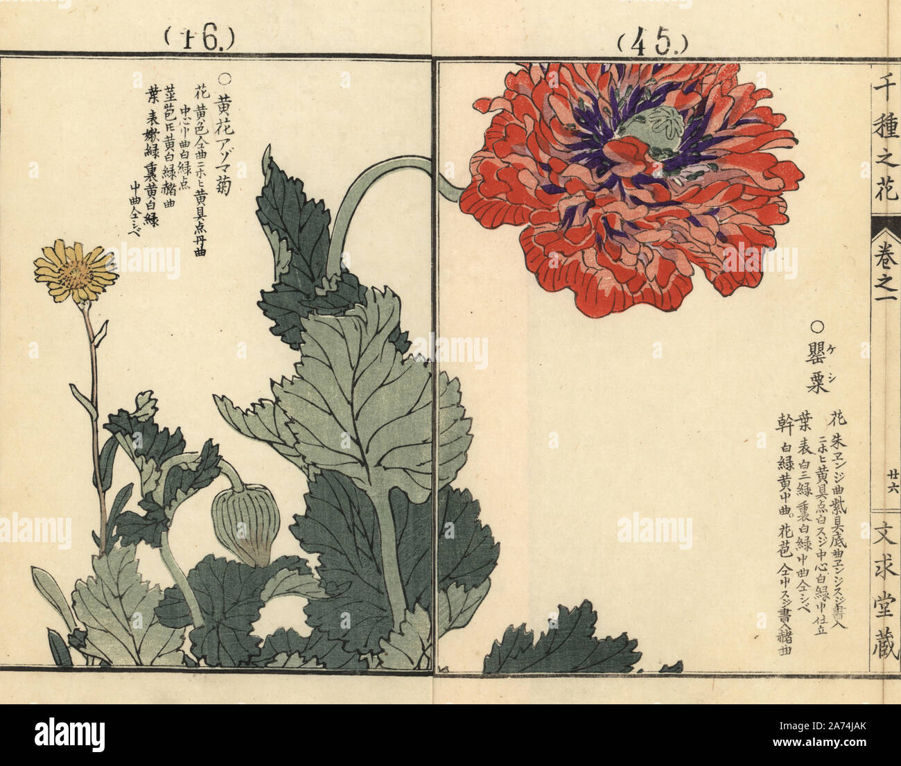 Keshi or opium poppy, Papaver somniferum, and azumagiku or Thunberg's fleabane, Erigeron thunbergii. Handcoloured woodblock print by Kono Bairei from Senshu no Hana (One Thousand Varieties of Flowers), Bunkyudo, Kyoto, 1900. Stock Photo