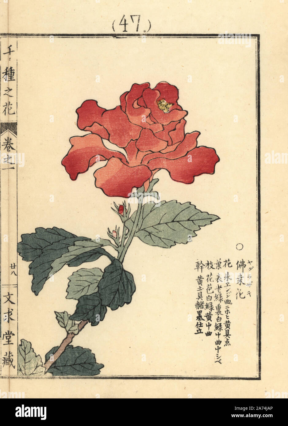 Yagurazaki, bussouge or Chinese hibiscus, Hibiscus rosa-sinensis. Handcoloured woodblock print by Kono Bairei from Senshu no Hana (One Thousand Varieties of Flowers), Bunkyudo, Kyoto, 1900. Stock Photo