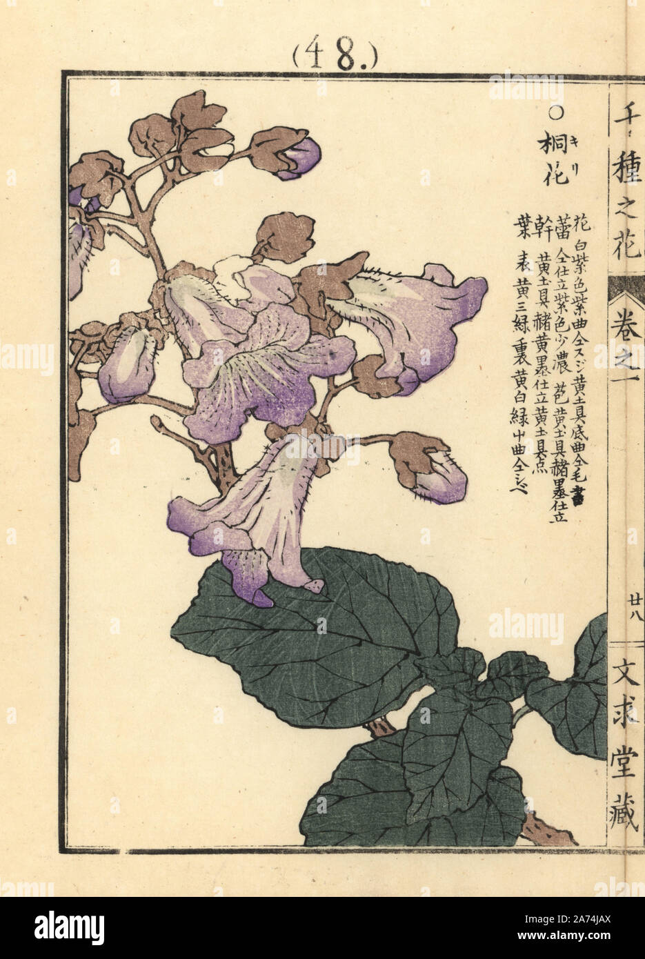 Kiri or empress tree, Paulownia tomentosa, native to China. Handcoloured woodblock print by Kono Bairei from Senshu no Hana (One Thousand Varieties of Flowers), Bunkyudo, Kyoto, 1900. Stock Photo