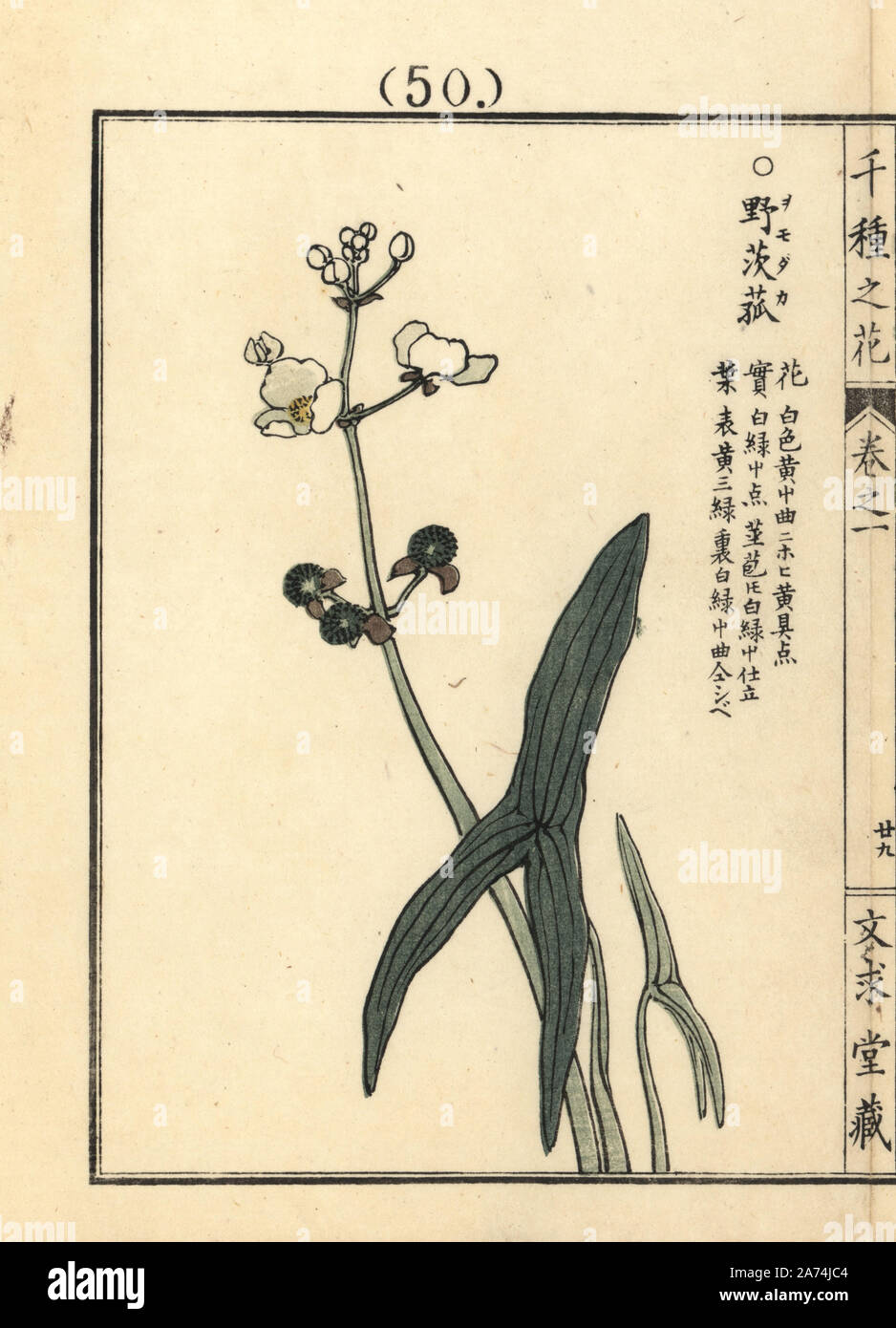 Omodaka or threeleaf arrowhead, Sagittaria trifolia, native to Japan. Handcoloured woodblock print by Kono Bairei from Senshu no Hana (One Thousand Varieties of Flowers), Bunkyudo, Kyoto, 1900. Stock Photo