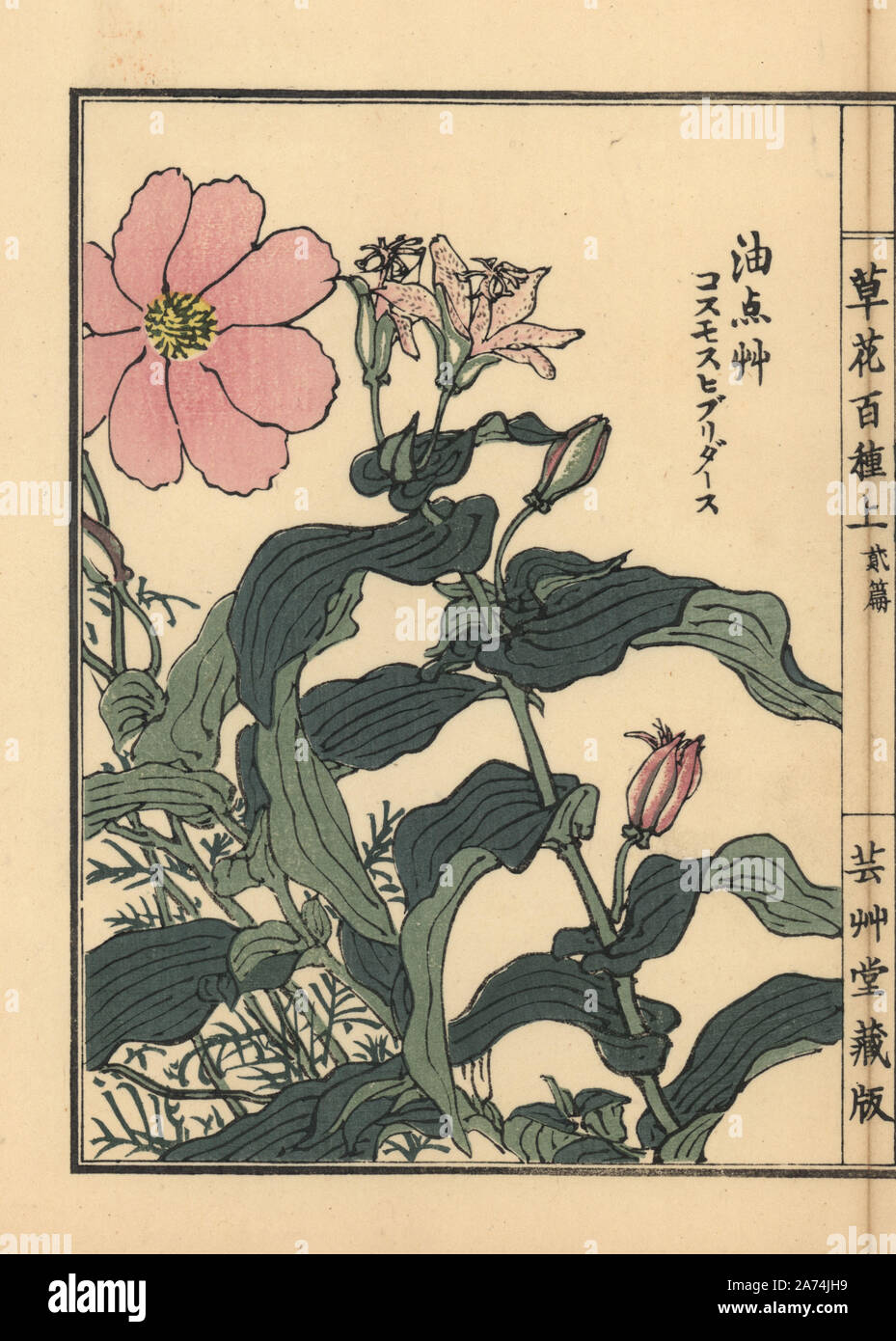 Hototogisu or toad lily, Tricyrtis hirta, and garden cosmos or Mexican aster, Cosmos bipinnatus. Handcoloured woodblock print by Kono Bairei from Kusa Bana Hyakushu (One Hundred Varieties of Flowers), Tokyo, Yamada, 1901. Stock Photo