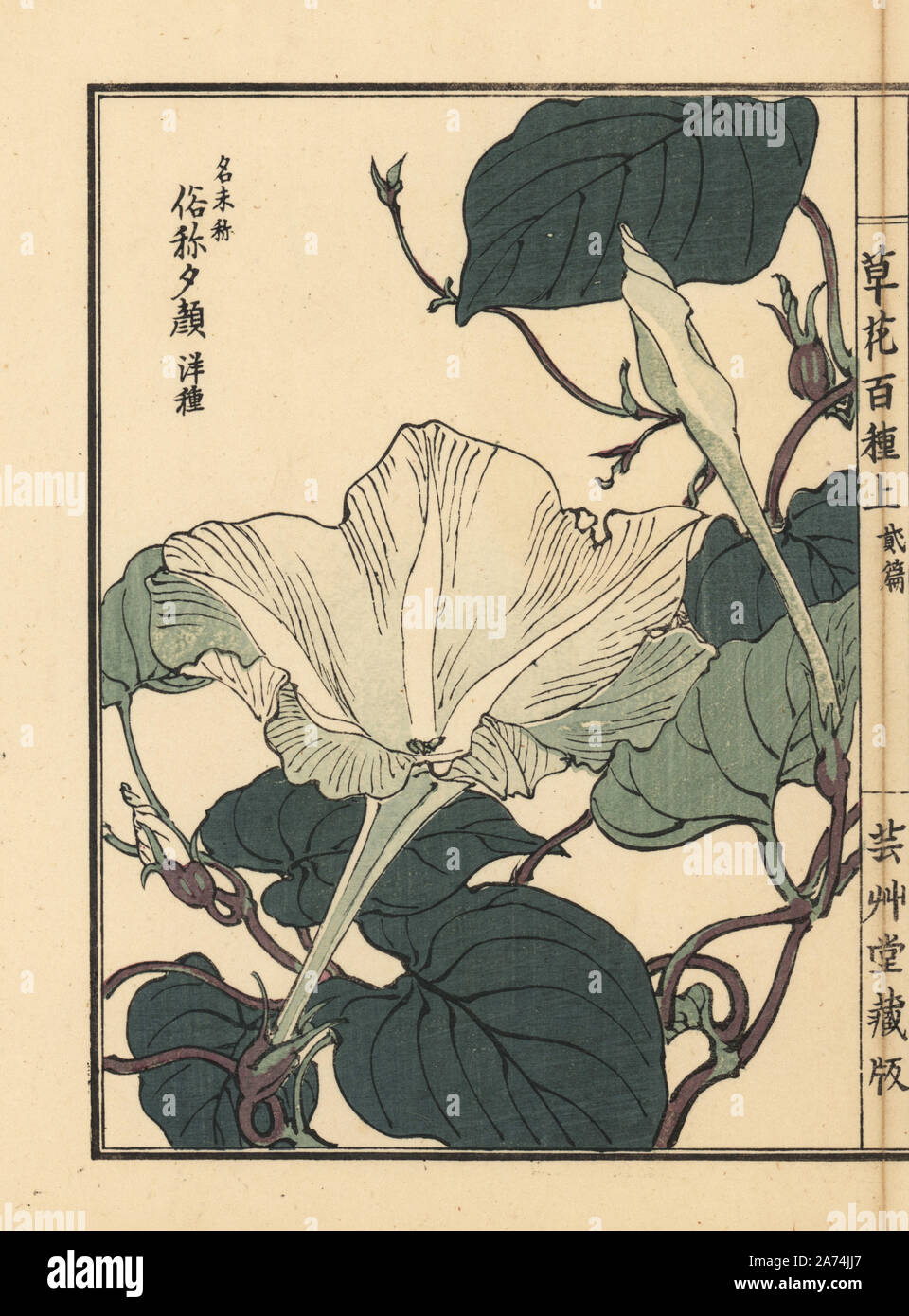 Yuugao, hyoutan, calabash, or bottle gourd flower, Lagenaria siceraria. Handcoloured woodblock print by Kono Bairei from Kusa Bana Hyakushu (One Hundred Varieties of Flowers), Tokyo, Yamada, 1901. Stock Photo