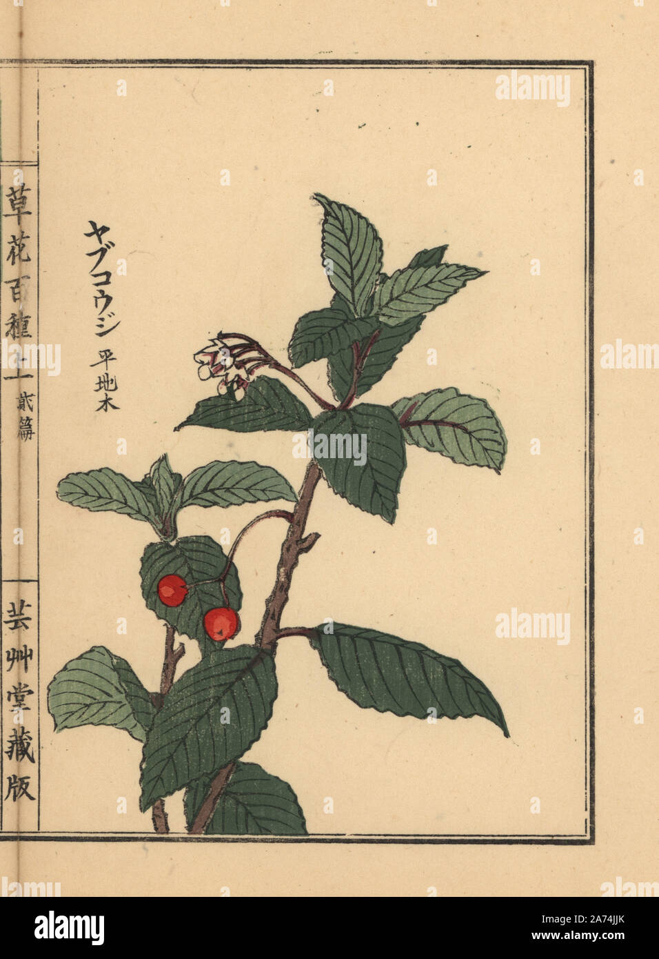 Japanese ardisia or Chirimen marlberry, Ardisia japonica. Handcoloured woodblock print by Kono Bairei from Kusa Bana Hyakushu (One Hundred Varieties of Flowers), Tokyo, Yamada, 1901. Stock Photo
