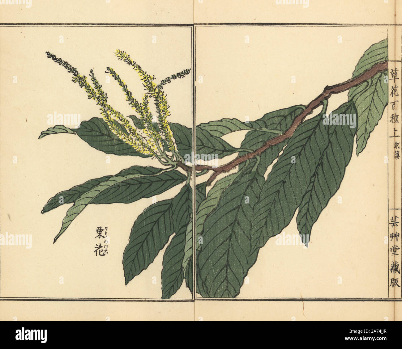 Kuri or Japanese chestnut flower, Castanea crenata. Handcoloured woodblock print by Kono Bairei from Kusa Bana Hyakushu (One Hundred Varieties of Flowers), Tokyo, Yamada, 1901. Stock Photo
