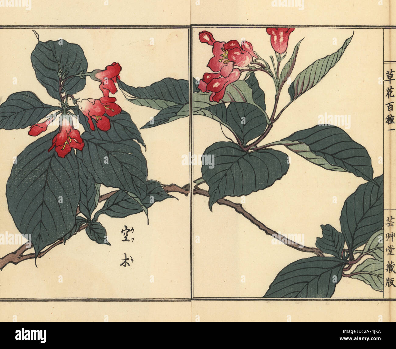 Utsugi or crenate deutzia, Deutzia crenata. Handcoloured woodblock print by Kono Bairei from Kusa Bana Hyakushu (One Hundred Varieties of Flowers), Tokyo, Yamada, 1901. Stock Photo