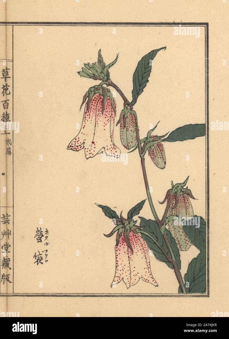 Hotaru bukuro or spotted bellflower, Campanula punctata. Handcoloured woodblock print by Kono Bairei from Kusa Bana Hyakushu (One Hundred Varieties of Flowers), Tokyo, Yamada, 1901. Stock Photo
