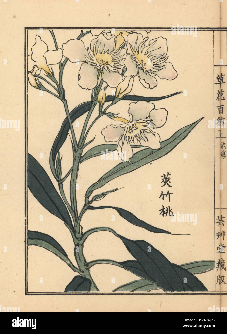 Kyouchikutou or oleander flower, Nerium oleander var. indicum. Handcoloured woodblock print by Kono Bairei from Kusa Bana Hyakushu (One Hundred Varieties of Flowers), Tokyo, Yamada, 1901. Stock Photo