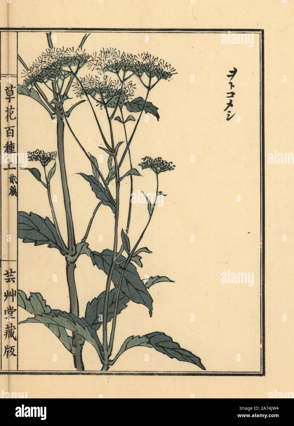 Otokoeshi or Bai Jiang Cao, Patrinia villosa. Handcoloured woodblock print by Kono Bairei from Kusa Bana Hyakushu (One Hundred Varieties of Flowers), Tokyo, Yamada, 1901. Stock Photo