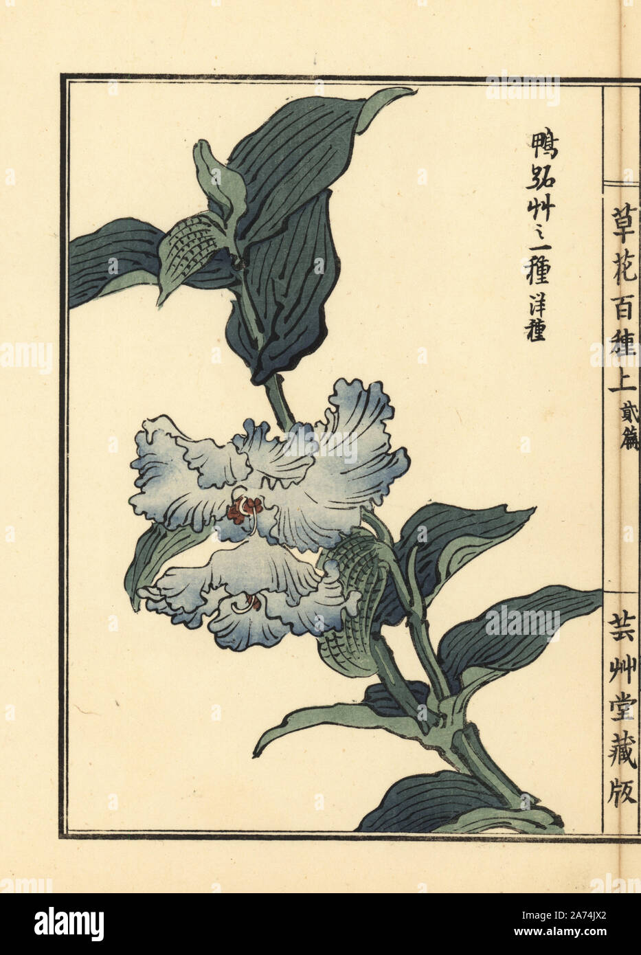 Tsuyukusa or Asiatic dayflower, Commelina communis. Handcoloured woodblock print by Kono Bairei from Kusa Bana Hyakushu (One Hundred Varieties of Flowers), Tokyo, Yamada, 1901. Stock Photo