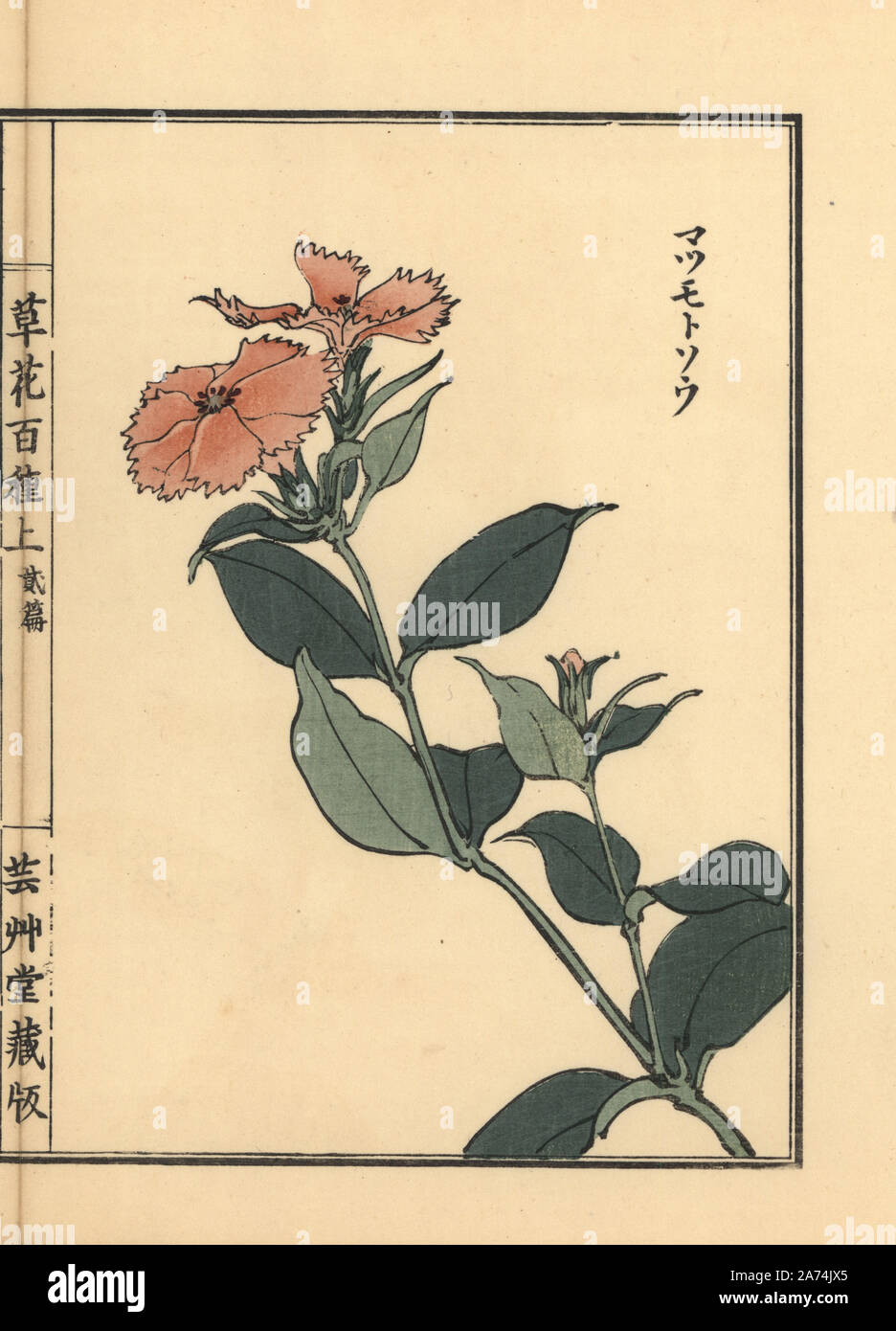 Matsumoto sou or Siebold catchfly, Lychnis sieboldii. Handcoloured woodblock print by Kono Bairei from Kusa Bana Hyakushu (One Hundred Varieties of Flowers), Tokyo, Yamada, 1901. Stock Photo