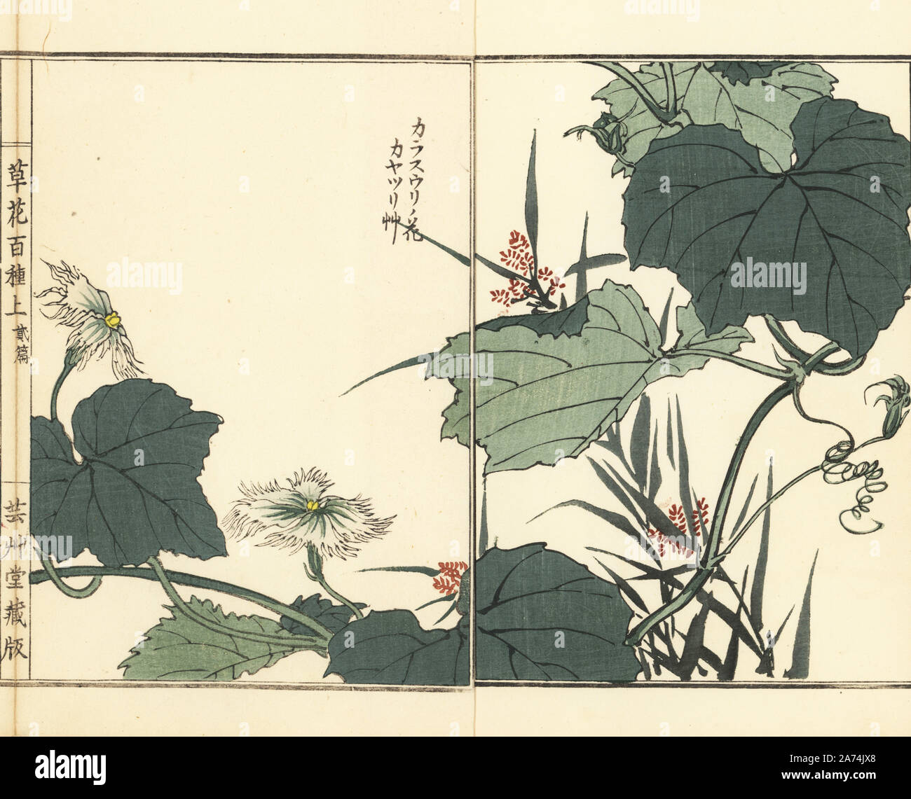 yukihira itsuka (deaimon) drawn by tengusa_(gelidiaceae)
