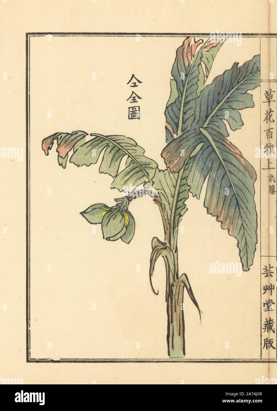 Bashou or Japanese banana tree, Musa basjoo. Handcoloured woodblock print by Kono Bairei from Kusa Bana Hyakushu (One Hundred Varieties of Flowers), Tokyo, Yamada, 1901. Stock Photo