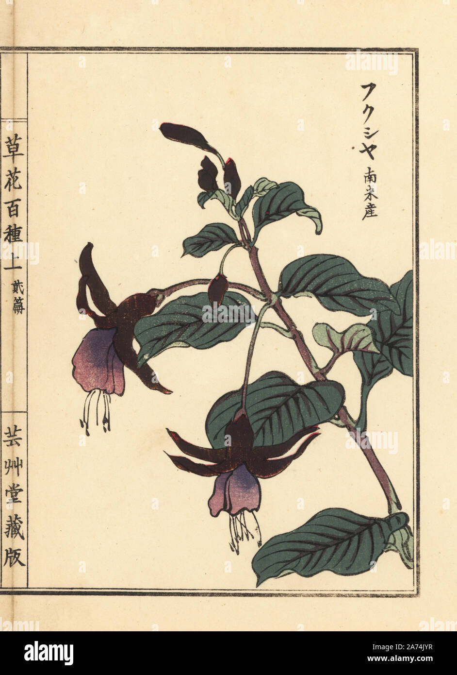 Fukusha or fuchsia, South American species. Handcoloured woodblock print by Kono Bairei from Kusa Bana Hyakushu (One Hundred Varieties of Flowers), Tokyo, Yamada, 1901. Stock Photo